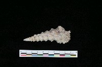 藏品(寶塔蟹守螺)的圖片